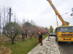  外環(huán)線(xiàn)道路景觀工程二、三標(biāo)段進(jìn)行補(bǔ)植復(fù)綠工作